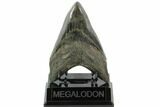 Serrated, Fossil Megalodon Tooth #124202-2